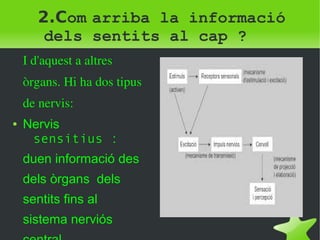 2.Com arriba la informació 
dels sentits al cap ? 
I d'aquest a altres 
òrgans. Hi ha dos tipus 
de nervis: 
● Nervis 
sensitius : 
duen informació des 
dels òrgans dels 
sentits fins al 
sistema nerviós 
central 
 