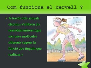 Com funciona el cervell ? 
● A través dels senyals 
eléctrics s'allibren els 
neurotransmisors (que 
són unes molècules 
diferents segons la 
funció que tinguin que 
realitzar.) 
 