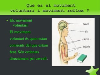 Què és el moviment 
voluntari i moviment reflex ? 
● Els moviment 
voluntari: 
El moviment 
voluntari és quan estan 
consients del que estam 
fent. Són ordenats 
directament pel cervell. 
 