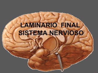 LAMINARIO FINAL
SISTEMA NERVIOSO
 