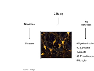 c
                                                            Sistema Nervioso




                                                 Células

   Sistema Nervioso
                                                                   No
           Histología      Nerviosas                            nerviosas
     Médula espinal

     Bulbo raquídeo

Protuberancia anular

            Cerebelo
                            Neurona                        • Oligodendrocito
       ´Mesencéfalo
                                                           • C. Schwann
          Diencéfalo
                                                           • Astrocito
             Cerebro
                                                           • C. Ependimarias
      S. N. Periférico
                                                           • Microglia
     S. N. Autónomo


                         Anatomía y Fisiología                            10
 