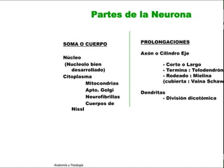 c
                                                                          Sistema Nervioso

                                                 Partes de la Neurona


                               SOMA O CUERPO              PROLONGACIONES
   Sistema Nervioso
                                                          Axón o Cilindro Eje
           Histología          Núcleo
     Médula espinal            (Nucleolo bien                     - Corto o Largo
                                  desarrollado)                   - Termina : Telodendrón
     Bulbo raquídeo            Citoplasma                         - Rodeado : Mielina
                                        Mitocondrias              (cubierta : Vaina Schawn
Protuberancia anular
                                        Apto. Golgi
                                                          Dendritas
            Cerebelo                    Neurofibrillas            - División dicotómica
                                        Cuerpos de
       ´Mesencéfalo               Nissl

          Diencéfalo

             Cerebro

      S. N. Periférico

     S. N. Autónomo


                         Anatomía y Fisiología                                            11
 