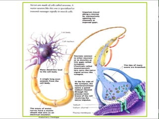 c
                                                 Sistema Nervioso




   Sistema Nervioso

           Histología

     Médula espinal

     Bulbo raquídeo

Protuberancia anular

            Cerebelo

       ´Mesencéfalo

          Diencéfalo

             Cerebro

      S. N. Periférico

     S. N. Autónomo


                         Anatomía y Fisiología                12
 