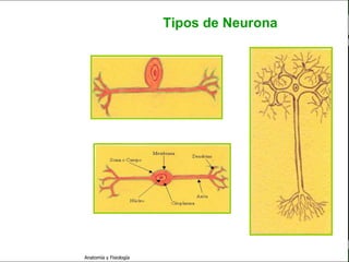 c
                                                                    Sistema Nervioso

                                                 Tipos de Neurona


   Sistema Nervioso

           Histología

     Médula espinal

     Bulbo raquídeo

Protuberancia anular

            Cerebelo

       ´Mesencéfalo

          Diencéfalo

             Cerebro

      S. N. Periférico

     S. N. Autónomo


                         Anatomía y Fisiología                                   14
 