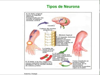 c
                                                                    Sistema Nervioso

                                                 Tipos de Neurona


   Sistema Nervioso

           Histología

     Médula espinal

     Bulbo raquídeo

Protuberancia anular

            Cerebelo

       ´Mesencéfalo

          Diencéfalo

             Cerebro

      S. N. Periférico

     S. N. Autónomo


                         Anatomía y Fisiología                                   15
 