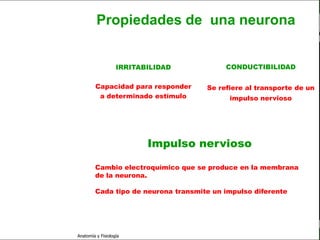 c
                                                                             Sistema Nervioso

                                  Propiedades de una neurona


   Sistema Nervioso                         IRRITABILIDAD          CONDUCTIBILIDAD
           Histología
                                  Capacidad para responder    Se refiere al transporte de un
     Médula espinal                a determinado estímulo           impulso nervioso
     Bulbo raquídeo

Protuberancia anular


                                                   Impulso nervioso
            Cerebelo

       ´Mesencéfalo

          Diencéfalo
                                 Cambio electroquímico que se produce en la membrana
                                 de la neurona.
             Cerebro
                                 Cada tipo de neurona transmite un impulso diferente
      S. N. Periférico

     S. N. Autónomo


                         Anatomía y Fisiología                                            16
 