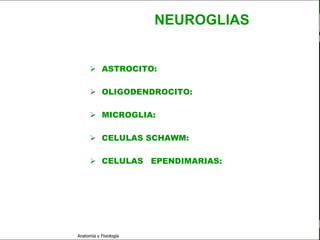 c
                                                                   Sistema Nervioso

                                                 NEUROGLIAS


   Sistema Nervioso
                                ASTROCITO: Nutrición – BHE.
           Histología

     Médula espinal             OLIGODENDROCITO: Sostén. Mielina en SNC.

     Bulbo raquídeo
                                MICROGLIA: Defensa ( Fagocitosis ).
Protuberancia anular

            Cerebelo            CELULAS SCHAWM: Mielina en SNP.
       ´Mesencéfalo
                                CELULAS EPENDIMARIAS: Conducto             de
          Diencéfalo             Epéndimo, ventrículos
             Cerebro

      S. N. Periférico

     S. N. Autónomo


                         Anatomía y Fisiología                                   17
 