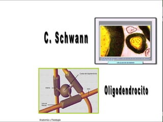 c
                                                 Sistema Nervioso




   Sistema Nervioso

           Histología

     Médula espinal

     Bulbo raquídeo

Protuberancia anular

            Cerebelo

       ´Mesencéfalo

          Diencéfalo

             Cerebro

      S. N. Periférico

     S. N. Autónomo


                         Anatomía y Fisiología                18
 