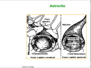 c
                                                             Sistema Nervioso

                                                 Astrocito


   Sistema Nervioso

           Histología

     Médula espinal

     Bulbo raquídeo

Protuberancia anular

            Cerebelo

       ´Mesencéfalo

          Diencéfalo

             Cerebro

      S. N. Periférico

     S. N. Autónomo


                         Anatomía y Fisiología                            19
 
