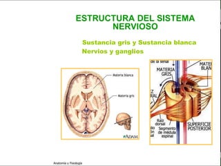 c
                                                             Sistema Nervioso


                                         ESTRUCTURA DEL SISTEMA
                                               NERVIOSO

   Sistema Nervioso
                         • SNC : Sustancia gris y Sustancia blanca
                         • SNP : Nervios y ganglios
           Histología

     Médula espinal

     Bulbo raquídeo

Protuberancia anular

            Cerebelo

       ´Mesencéfalo

          Diencéfalo

             Cerebro

      S. N. Periférico

     S. N. Autónomo


                         Anatomía y Fisiología                            20
 