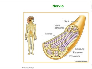 c
                                                          Sistema Nervioso

                                                 Nervio


   Sistema Nervioso

           Histología

     Médula espinal

     Bulbo raquídeo

Protuberancia anular

            Cerebelo

       ´Mesencéfalo

          Diencéfalo

             Cerebro

      S. N. Periférico

     S. N. Autónomo


                         Anatomía y Fisiología                         21
 