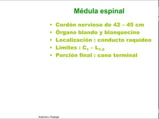c
                                                                   Sistema Nervioso

                                                 Médula espinal
                                    •     Cordón nervioso de 42 – 45 cm
   Sistema Nervioso                 •     Órgano blando y blanquecino
           Histología               •     Localización : conducto raquídeo
     Médula espinal
                                    •     Limites : C1 – L1-2
     Bulbo raquídeo
                                    •     Porción final : cono terminal
Protuberancia anular

            Cerebelo

       ´Mesencéfalo

          Diencéfalo

             Cerebro

      S. N. Periférico

     S. N. Autónomo


                         Anatomía y Fisiología                                  22
 