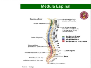 c
                                                                  Sistema Nervioso

                                                 Médula Espinal

   Sistema Nervioso

           Histología

     Médula espinal

     Bulbo raquídeo

Protuberancia anular

            Cerebelo

       ´Mesencéfalo

          Diencéfalo

             Cerebro

      S. N. Periférico

     S. N. Autónomo


                         Anatomía y Fisiología                                 23
 