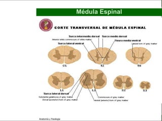 c
                                                                  Sistema Nervioso

                                                 Médula Espinal


   Sistema Nervioso

           Histología

     Médula espinal

     Bulbo raquídeo

Protuberancia anular

            Cerebelo

       ´Mesencéfalo

          Diencéfalo

             Cerebro

      S. N. Periférico

     S. N. Autónomo


                         Anatomía y Fisiología                                 25
 