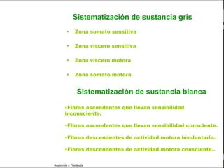 c
                                                                          Sistema Nervioso

                                      Sistematización de sustancia gris
                                 •      Zona somato sensitiva

   Sistema Nervioso              •      Zona víscero sensitiva
           Histología
                                 •      Zona víscero motora
     Médula espinal

     Bulbo raquídeo              •      Zona somato motora

Protuberancia anular
                                         Sistematización de sustancia blanca
            Cerebelo

       ´Mesencéfalo             •Fibras ascendentes que llevan sensibilidad
                                inconsciente.
          Diencéfalo
                                •Fibras ascendentes que llevan sensibilidad consciente.
             Cerebro

                                •Fibras descendentes de actividad motora involuntaria.
      S. N. Periférico

     S. N. Autónomo             •Fibras descendentes de actividad motora consciente..


                         Anatomía y Fisiología                                           26
 
