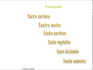 c
                                                             Sistema Nervioso

                                                 Funciones


   Sistema Nervioso

           Histología

     Médula espinal

     Bulbo raquídeo

Protuberancia anular

            Cerebelo

       ´Mesencéfalo

          Diencéfalo

             Cerebro

      S. N. Periférico

     S. N. Autónomo


                         Anatomía y Fisiología                            27
 