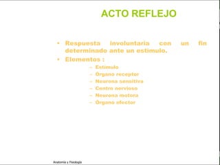 c
                                                                         Sistema Nervioso

                                                       ACTO REFLEJO


   Sistema Nervioso        • Respuesta   involuntaria  con               un     fin
                             determinado ante un estímulo.
           Histología
                           • Elementos :
     Médula espinal
                                                 –   Estímulo
     Bulbo raquídeo                              –   Órgano receptor
                                                 –   Neurona sensitiva
Protuberancia anular
                                                 –   Centro nervioso
            Cerebelo                             –   Neurona motora
                                                 –   Órgano efector
       ´Mesencéfalo

          Diencéfalo

             Cerebro

      S. N. Periférico

     S. N. Autónomo


                         Anatomía y Fisiología                                        28
 