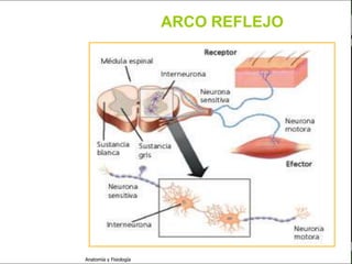 c
                                                                Sistema Nervioso

                                                 ARCO REFLEJO


   Sistema Nervioso

           Histología

     Médula espinal

     Bulbo raquídeo

Protuberancia anular

            Cerebelo

       ´Mesencéfalo

          Diencéfalo

             Cerebro

      S. N. Periférico

     S. N. Autónomo


                         Anatomía y Fisiología                               29
 