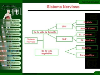 c
                                                                          Sistema Nervioso

                                                      Sistema Nervioso


   Sistema Nervioso
                                                                            Encéfalo
           Histología
                                                                 SNC
     Médula espinal
                                                                         Médula Espinal
                                        De la vida de Relación
     Bulbo raquídeo                                                    N. Craneales

Protuberancia anular        Sistema                              SNP     N. Raquídeos
                            Nervioso
            Cerebelo

       ´Mesencéfalo                                                       Simpático
                                                 De la vida
          Diencéfalo                             vegetativa
                                                                         Parasimpático
             Cerebro

      S. N. Periférico

     S. N. Autónomo


                         Anatomía y Fisiología                                            3
 
