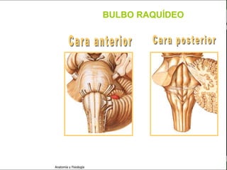 c
                                                                  Sistema Nervioso

                                                 BULBO RAQUÍDEO


   Sistema Nervioso

           Histología

     Médula espinal

     Bulbo raquídeo

Protuberancia anular

            Cerebelo

       ´Mesencéfalo

          Diencéfalo

             Cerebro

      S. N. Periférico

     S. N. Autónomo


                         Anatomía y Fisiología                                 31
 
