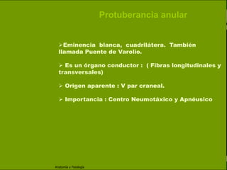 c
                                                                    Sistema Nervioso

                                                 Protuberancia anular


   Sistema Nervioso        Eminencia blanca, cuadrilátera. También
                           llamada Puente de Varolio.
           Histología

     Médula espinal         Es un órgano conductor : ( Fibras longitudinales y
                           transversales)
     Bulbo raquídeo

Protuberancia anular
                            Origen aparente : V par craneal.

            Cerebelo        Importancia : Centro Neumotáxico y Apnéusico
       ´Mesencéfalo

          Diencéfalo

             Cerebro

      S. N. Periférico

     S. N. Autónomo


                         Anatomía y Fisiología                                   32
 