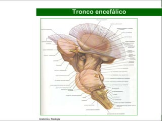 c
                                                                     Sistema Nervioso

                                                 Tronco encefálico


   Sistema Nervioso

           Histología

     Médula espinal

     Bulbo raquídeo

Protuberancia anular

            Cerebelo

       ´Mesencéfalo

          Diencéfalo

             Cerebro

      S. N. Periférico

     S. N. Autónomo


                         Anatomía y Fisiología                                    33
 