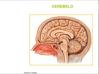 c
                                                            Sistema Nervioso

                                                 CEREBELO


   Sistema Nervioso

           Histología

     Médula espinal

     Bulbo raquídeo

Protuberancia anular

            Cerebelo

       ´Mesencéfalo

          Diencéfalo

             Cerebro

      S. N. Periférico

     S. N. Autónomo


                         Anatomía y Fisiología                           36
 