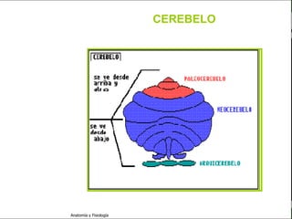 c
                                                            Sistema Nervioso

                                                 CEREBELO


   Sistema Nervioso

           Histología

     Médula espinal

     Bulbo raquídeo

Protuberancia anular

            Cerebelo

       ´Mesencéfalo

          Diencéfalo

             Cerebro

      S. N. Periférico

     S. N. Autónomo


                         Anatomía y Fisiología                           37
 