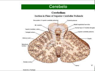 c
                                                            Sistema Nervioso

                                                 Cerebelo

   Sistema Nervioso

           Histología

     Médula espinal

     Bulbo raquídeo

Protuberancia anular

            Cerebelo

       ´Mesencéfalo

          Diencéfalo

             Cerebro

      S. N. Periférico

     S. N. Autónomo


                         Anatomía y Fisiología                           38
 