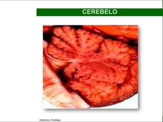 c
                                                            Sistema Nervioso

                                                 CEREBELO


   Sistema Nervioso

           Histología

     Médula espinal

     Bulbo raquídeo

Protuberancia anular

            Cerebelo

       ´Mesencéfalo

          Diencéfalo

             Cerebro

      S. N. Periférico

     S. N. Autónomo


                         Anatomía y Fisiología                           39
 