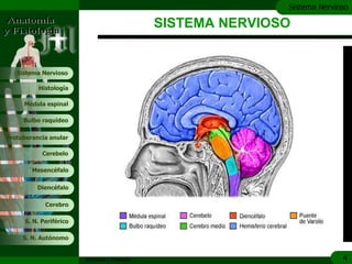 c
                                                                Sistema Nervioso

                                                 SISTEMA NERVIOSO


   Sistema Nervioso

           Histología

     Médula espinal

     Bulbo raquídeo

Protuberancia anular

            Cerebelo

       ´Mesencéfalo

          Diencéfalo

             Cerebro

      S. N. Periférico

     S. N. Autónomo


                         Anatomía y Fisiología                                4
 