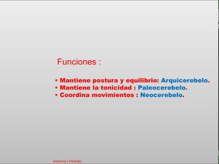 c
                                                               Sistema Nervioso




   Sistema Nervioso

           Histología

     Médula espinal         Funciones :
     Bulbo raquídeo
                          • Mantiene postura y equilibrio: Arquicerebelo.
Protuberancia anular
                          • Mantiene la tonicidad : Paleocerebelo.
            Cerebelo      • Coordina movimientos : Neocerebelo.
       ´Mesencéfalo

          Diencéfalo

             Cerebro

      S. N. Periférico

     S. N. Autónomo


                         Anatomía y Fisiología                              40
 
