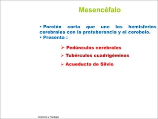 c
                                                                              Sistema Nervioso

                                                        Mesencéfalo

                          • Porción corta que une los hemisferios
   Sistema Nervioso       cerebrales con la protuberancia y el cerebelo.
           Histología
                          • Presenta :

     Médula espinal
                                                  Pedúnculos cerebrales
     Bulbo raquídeo
                                                  Tubérculos cuadrigéminos
Protuberancia anular
                                                  Acueducto de Silvio
            Cerebelo

       ´Mesencéfalo

          Diencéfalo

             Cerebro

      S. N. Periférico

     S. N. Autónomo


                         Anatomía y Fisiología                                             42
 