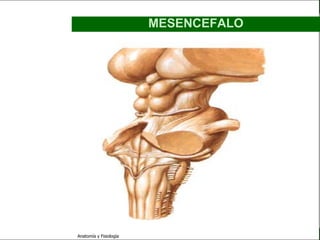 c
                                                               Sistema Nervioso

                                                 MESENCEFALO


   Sistema Nervioso

           Histología

     Médula espinal

     Bulbo raquídeo

Protuberancia anular

            Cerebelo

       ´Mesencéfalo

          Diencéfalo

             Cerebro

      S. N. Periférico

     S. N. Autónomo


                         Anatomía y Fisiología                              43
 