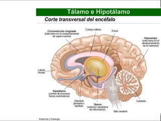 c
                                                                       Sistema Nervioso

                                                 Tálamo e Hipotálamo


   Sistema Nervioso

           Histología

     Médula espinal

     Bulbo raquídeo

Protuberancia anular

            Cerebelo

       ´Mesencéfalo

          Diencéfalo

             Cerebro

      S. N. Periférico

     S. N. Autónomo


                         Anatomía y Fisiología                                      46
 