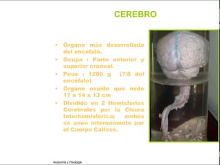 c
                                                              Sistema Nervioso

                                                 CEREBRO


   Sistema Nervioso       •     Órgano más desarrollado
                                del encéfalo.
           Histología
                          •     Ocupa : Parte anterior y
     Médula espinal             superior craneal.
     Bulbo raquídeo       •     Peso : 1200 g      (7/8 del
                                encéfalo)
Protuberancia anular
                          •     Órgano ovoide que mide
            Cerebelo            17 x 14 x 13 cm
       ´Mesencéfalo
                          •     Dividido en 2 Hemisferios
                                Cerebrales por la Cisura
          Diencéfalo            Interhemisférica;    ambos
                                se unen internamente por
             Cerebro
                                el Cuerpo Calloso.
      S. N. Periférico

     S. N. Autónomo


                         Anatomía y Fisiología                             47
 