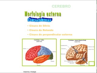 c
                                                                   Sistema Nervioso

                                                    CEREBRO


   Sistema Nervioso

           Histología
                               • Cisura de Silvio
     Médula espinal
                               • Cisura de Rolando
     Bulbo raquídeo
                               • Cisura de perpendicular externa
Protuberancia anular

            Cerebelo

       ´Mesencéfalo

          Diencéfalo

             Cerebro

      S. N. Periférico

     S. N. Autónomo


                         Anatomía y Fisiología                                  48
 