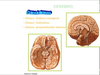 c
                                                           Sistema Nervioso

                                                 CEREBRO

                         • Cisura Calloso marginal
   Sistema Nervioso
                         • Cisura Calcarina
           Histología
                         • Cisura perpendicular interna
     Médula espinal

     Bulbo raquídeo

Protuberancia anular

            Cerebelo

       ´Mesencéfalo

          Diencéfalo

             Cerebro

      S. N. Periférico

     S. N. Autónomo


                         Anatomía y Fisiología                          49
 