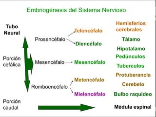 c
                                                                     Sistema Nervioso

                 Embriogénesis del Sistema Nervioso

                                                                Hemisferios
 Tubo
  Sistema Nervioso                               Telencéfalo    cerebrales
Neural
          Histología     Prosencéfalo                             Tálamo
    Médula espinal
                                                 Diencéfalo
                                                                 Hipotalamo
    Bulbo raquídeo

Porción                                                         Pedúnculos
Protuberancia anular
cefálica             Mesencéfalo                 Mesencéfalo
           Cerebelo
                                                                 Tuberculos
      ´Mesencéfalo                                              Protuberancia
         Diencéfalo
                                                 Metencéfalo
                        Romboencéfalo                              Cerebelo
            Cerebro
                                                 Mielencéfalo   Bulbo raquideo
     S. N. Periférico
Porción
   S. N. Autónomo
caudal                                                          Médula espinal
                         Anatomía y Fisiología                                     5
 