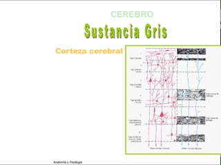c
                                                           Sistema Nervioso

                                                 CEREBRO


   Sistema Nervioso

           Histología
                          Corteza cerebral
     Médula espinal       Molecular
     Bulbo raquídeo       Granulosa externa
Protuberancia anular      Piramidal externa
            Cerebelo
                          Granulosa interna
       ´Mesencéfalo
                          Piramidal interna
          Diencéfalo
                          Multiforme
             Cerebro

      S. N. Periférico

     S. N. Autónomo


                         Anatomía y Fisiología                          51
 