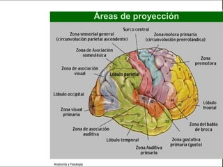 c
                                                                       Sistema Nervioso

                                                 Áreas de proyección


   Sistema Nervioso

           Histología

     Médula espinal

     Bulbo raquídeo

Protuberancia anular

            Cerebelo

       ´Mesencéfalo

          Diencéfalo

             Cerebro

      S. N. Periférico

     S. N. Autónomo


                         Anatomía y Fisiología                                      52
 