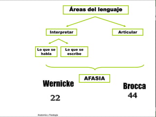 c
                                                                          Sistema Nervioso
                                                   Áreas del lenguaje



   Sistema Nervioso                  Interpretar                      Articular
           Histología

     Médula espinal
                         Lo que se               Lo que se
     Bulbo raquídeo        habla                  escribe

Protuberancia anular

            Cerebelo

       ´Mesencéfalo
                                                             AFASIA
          Diencéfalo

             Cerebro

      S. N. Periférico

     S. N. Autónomo


                         Anatomía y Fisiología                                         53
 