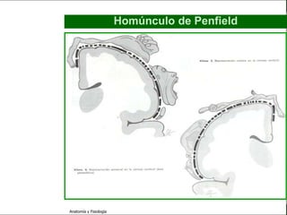c
                                                                     Sistema Nervioso

                                                 Homúnculo de Penfield


   Sistema Nervioso

           Histología

     Médula espinal

     Bulbo raquídeo

Protuberancia anular

            Cerebelo

       ´Mesencéfalo

          Diencéfalo

             Cerebro

      S. N. Periférico

     S. N. Autónomo


                         Anatomía y Fisiología                                    56
 