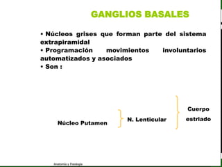 c
                                                                      Sistema Nervioso

                                                 GANGLIOS BASALES

                  • Núcleos grises que forman parte del sistema
                  extrapiramidal
   Sistema Nervioso
                  • Programación    movimientos    involuntarios
          Histología
                  automatizados y asociados
      Médula espinal Son :
                  •
     Bulbo raquídeo

Protuberancia anular
                           Núcleo amigdalino
            Cerebelo
                           Núcleo caudado
       ´Mesencéfalo
                          Globus pallidus                               Cuerpo
          Diencéfalo                                  N. Lenticular    estriado
                           Núcleo Putamen
             Cerebro

      S. N. Periférico

     S. N. Autónomo


                         Anatomía y Fisiología                                     57
 