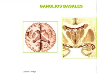 c
                                                               Sistema Nervioso

                                                 GANGLIOS BASALES


   Sistema Nervioso

           Histología

     Médula espinal

     Bulbo raquídeo

Protuberancia anular

            Cerebelo

       ´Mesencéfalo

          Diencéfalo

             Cerebro

      S. N. Periférico

     S. N. Autónomo


                         Anatomía y Fisiología                              58
 
