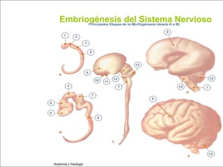 c
                                                       Sistema Nervioso


                            Embriogénesis del Sistema Nervioso

   Sistema Nervioso

           Histología

     Médula espinal

     Bulbo raquídeo

Protuberancia anular

            Cerebelo

       ´Mesencéfalo

          Diencéfalo

             Cerebro

      S. N. Periférico

     S. N. Autónomo


                         Anatomía y Fisiología                       6
 