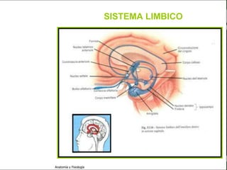 c
                                                                   Sistema Nervioso

                                                 SISTEMA LIMBICO


   Sistema Nervioso

           Histología

     Médula espinal

     Bulbo raquídeo

Protuberancia anular

            Cerebelo

       ´Mesencéfalo

          Diencéfalo

             Cerebro

      S. N. Periférico

     S. N. Autónomo


                         Anatomía y Fisiología                                  61
 