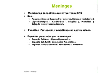 c
                                                                                 Sistema Nervioso

                                                      Meninges
                          Membranas conectivas que envuelven al SNC
                          Son :
                                  Paquimeninges : Duramadre ( externa, fibrosa y resistente )
   Sistema Nervioso
                                  Leptomeninges : Aracnoides ( delgada ). Piamadre (
           Histología              delgada y muy vascularizada ).

     Médula espinal
                               Función : Protección y amortiguación contra golpes.
     Bulbo raquídeo
                          Espacios generados por la meninges :
Protuberancia anular
                                  Espacio Epidural : Hueso-Duramadre.
            Cerebelo             – Espacio Subdural : Duramadre-Aracnoides.
                                 – Espacio Subaracnoideo : Aracnoides – Piamadre
       ´Mesencéfalo

          Diencéfalo

             Cerebro

      S. N. Periférico

     S. N. Autónomo


                         Anatomía y Fisiología                                                   62
 