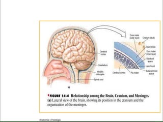 c
                                                 Sistema Nervioso




   Sistema Nervioso

           Histología

     Médula espinal

     Bulbo raquídeo

Protuberancia anular

            Cerebelo

       ´Mesencéfalo

          Diencéfalo

             Cerebro

      S. N. Periférico

     S. N. Autónomo


                         Anatomía y Fisiología                63
 