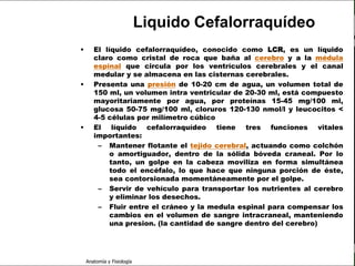 c
                                                                                  Sistema Nervioso

                                                     Liquido Cefalorraquídeo
                         •      El líquido cefalorraquídeo, conocido como LCR, es un líquido
                                claro como cristal de roca que baña al cerebro y a la médula
                                espinal que circula por los ventrículos cerebrales y el canal
   Sistema Nervioso             medular y se almacena en las cisternas cerebrales.
                         •      Presenta una presión de 10-20 cm de agua, un volumen total de
           Histología
                                150 ml, un volumen intra ventricular de 20-30 ml, está compuesto
                                mayoritariamente por agua, por proteínas 15-45 mg/100 ml,
     Médula espinal
                                glucosa 50-75 mg/100 ml, cloruros 120-130 nmol/l y leucocitos <
                                4-5 células por milímetro cúbico
     Bulbo raquídeo
                         •      El líquido cefalorraquídeo tiene tres funciones vitales
Protuberancia anular            importantes:
                                 – Mantener flotante el tejido cerebral, actuando como colchón
            Cerebelo                 o amortiguador, dentro de la sólida bóveda craneal. Por lo
                                     tanto, un golpe en la cabeza moviliza en forma simultánea
       ´Mesencéfalo                  todo el encéfalo, lo que hace que ninguna porción de éste,
                                     sea contorsionada momentáneamente por el golpe.
          Diencéfalo             – Servir de vehículo para transportar los nutrientes al cerebro
                                     y eliminar los desechos.
             Cerebro             – Fluir entre el cráneo y la medula espinal para compensar los
                                     cambios en el volumen de sangre intracraneal, manteniendo
      S. N. Periférico               una presion. (la cantidad de sangre dentro del cerebro)

     S. N. Autónomo


                             Anatomía y Fisiología                                                 64
 